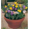 Small picture of Spring-flowering bulbs